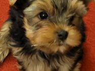 Yorkshire terrier Standart