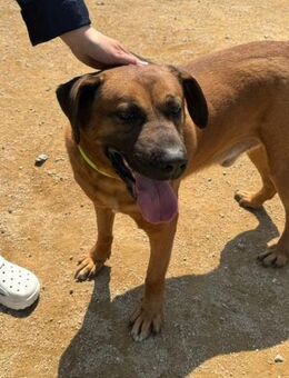 Dominic sucht ein Zuhause oder PS ♥ - Ebstorf (Klosterflecken)