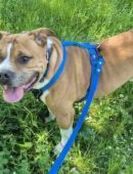 Stitch sucht erneut ein Zuhause - Schönebeck (Elbe)