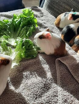 Meerschweinchen Nachwuchs - Bissingen (Teck)