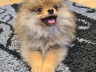 Pomeranian Welpen schöne Bärchengesichter suchen tolle Familien - Eichenzell