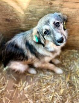 HUBERT ~ braucht liebevolle Fürsorge - Duisburg