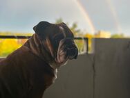 Englische Bulldogge sucht ein neues Zuhause - Bietigheim-Bissingen Bietigheim