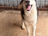 Yukon - Er muss dringend aus dem Shelter - Blankenheim (Nordrhein-Westfalen)