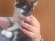 Kitten suchen ein neues Zuhause - Dettingen (Iller)