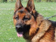 Deckrüde - Deutscher Schäferhund aus Kör- und Leistungszucht HD+ED normal - kein Verkauf - Niederwerrn