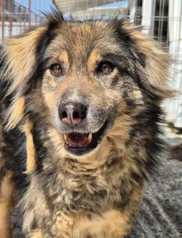 Ängstl. LOUIS sucht liebevolles Zuhause - Neuberg