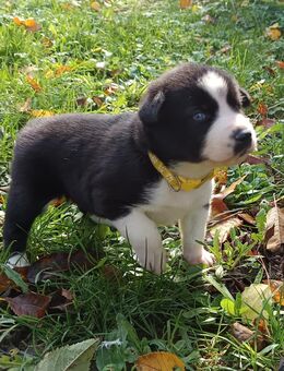 Welpen (Husky-Mischlinge) ab Dezember abgabebereit - Frankfurt (Main)