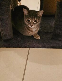 BKH Mischling Katze - Riegel (Kaiserstuhl)