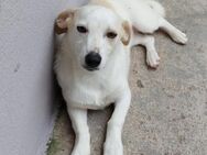 Suki - sooooo lieb - Höchst (Odenwald)