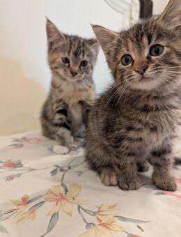 Süsse Maine coon Mix katze - Gumtow