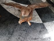 Schöner Bussard präpariert auf einem Ast - Bayreuth