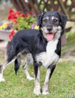 PERUN, Mix, geb. 11/2023 - Heidenrod