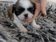 Shih Tzu Welpe Shiva - Seeland Gatersleben