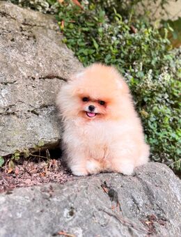 Süßer pomeranian zwergspitz Welpe rüde mit Ahnentafel - Nagold