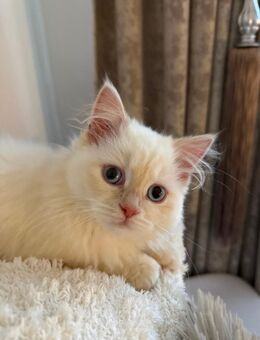 britische Langhaar - Dinslaken