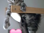 Mainecoon Mix - Freiburg (Breisgau)