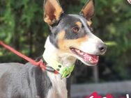 Groot sucht Podenco-Liebhaber 11/18 ESP - Ruppertsecken