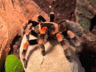 Vogelspinne Brachypelma Smithi - Sulingen