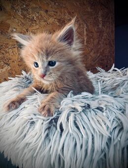 Maine Coon Kitten mit Stammbaum - Attendorn (Hansestadt)