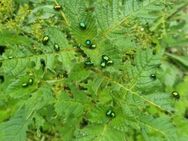 Gemeiner Hohlzahn (Galeopsis tetrahit), Stechender Hohlzahn - Horgenzell