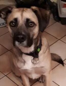 Eco- der perfekte Familienhund - Freudenstadt