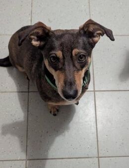 Schmuser Quincy sucht Dich! - Nürnberg