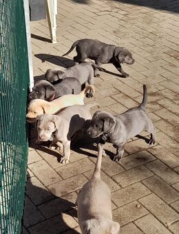 2 süsse reinrassige Labrador Welpen - Gröditz Nauwalde
