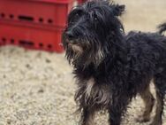 Borzi VA Sensible Schnauzermix-Hündin - Neustadt (Rübenberge)