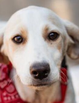 Leni 💗 zuckersüßes, junges Hundemädchen - Hamburg