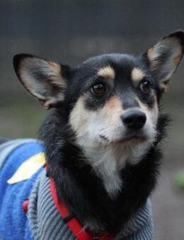 Mina sucht ihr für immer zu Hause... - Hagen (Stadt der FernUniversität)