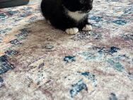 Kätzchen, Katzen, Katze - Preußisch Oldendorf