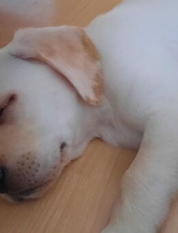 Labrador Welpe in liebevolle Hände abzugeben - Düsseldorf