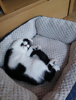 Kitten / Kätzchen abzugeben - Aachen