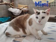 Mimi süße Siam- MIx katze sucht Zuhause - Benediktbeuern