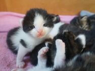 Sieben süsse Kitten suchen ein Zuhause - Ettingen