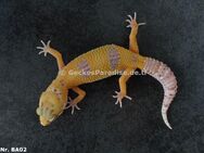 Leopardgecko Männchen Weibchen - Berlin