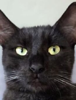 SANDRO-wunderschöner Mini-Panther-Kater - Rösrath