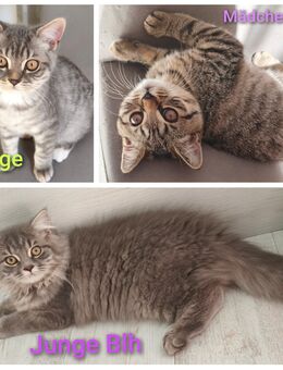 BKH/Blh 3 Wunderschöne Kitten Abgabebereit - Wuppertal