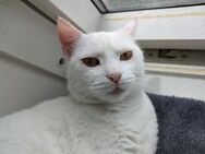 Katze Shelly - Garching (München)