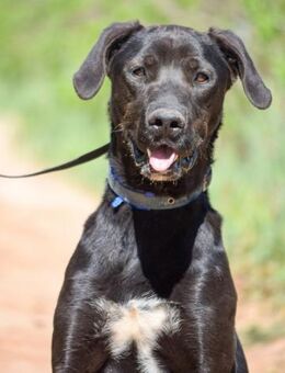 Terio sucht ein Zuhause für Immer - Laatzen