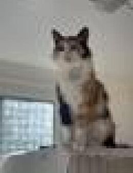 Tricolor Lady Lola sucht Einzelpalast - Bad Camberg