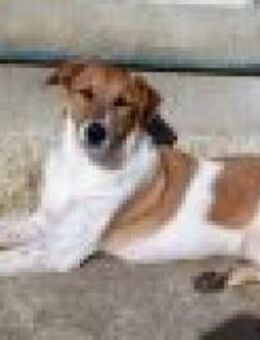 Sanfter, vertrauensvoller Hund Salva - München