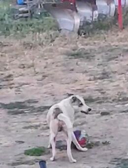 Trifonas- ein kleiner Traumhund! - Oberhausen