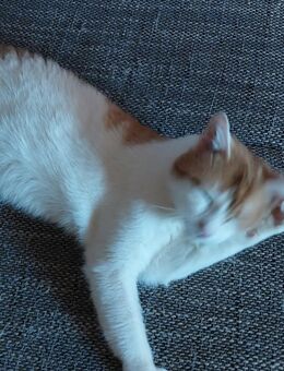 Katze zu verkaufen - Silbitz