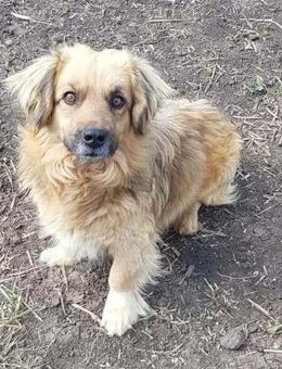 Ed Hardy ♥ gerettet aus Tötung Slatina - Uetze