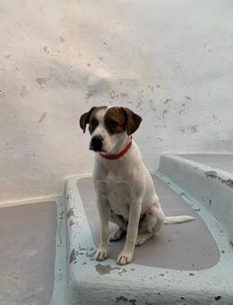 Hübsche Semi wartet auf ihre Menschen - Kropp