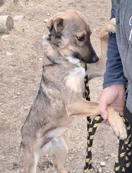 🐶 Charmanter Khan sucht dich! 💛 - Eislingen (Fils)