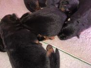 Schäferhund Welpen - Eppelborn