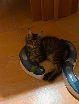 Maine Coon Kater - Lübeck